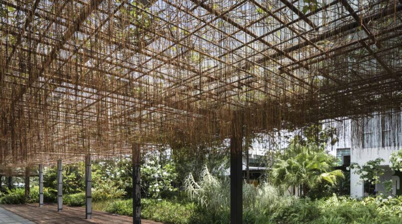 A Grape Ivy’s (Cissus nodosa) roots hang from a pergola at Enabling Village (Image: Salad Dressing)