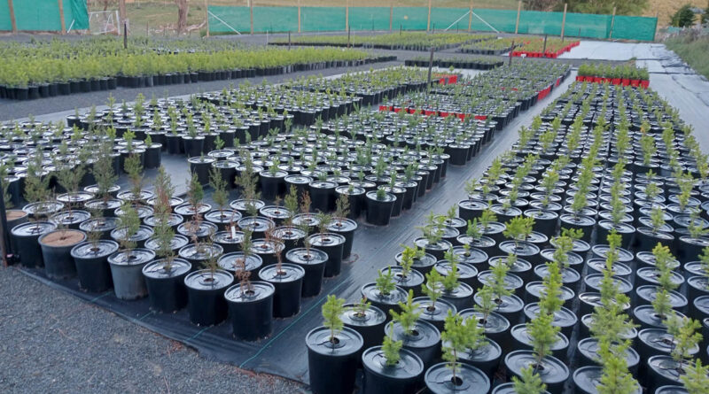 The system allows ingress of irrigation water to growing media and includes a clip system to prevent wind dislodgement and loss (Image: DeeWeed)