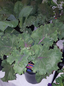 Image 4 Kale ‘Candy Crush’ (Image: John Fitzsimmons)