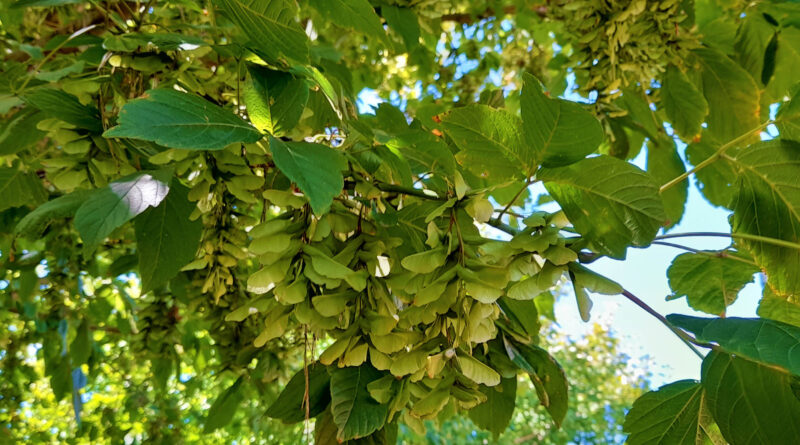 Prolific and viable fruit set of box elder (Acer negundo)