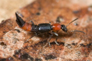Even the shortened elytra of this rove beetle meet in a straight line (Supplied by Denis Crawford of Graphic Science)