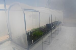 Propagation beds segregated in individual cloches