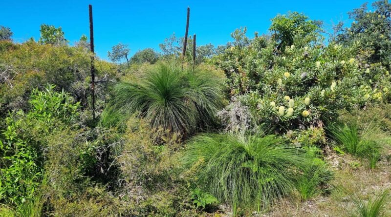 Coastal heathlands have a high biodiversity (Image: Patrick Regnault)
