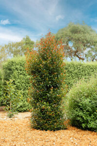 Neat, columnar habit