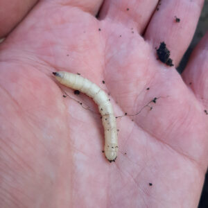 Robber fly larvae are beneficial insects