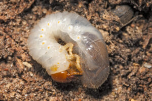Many scarab grubs look the same