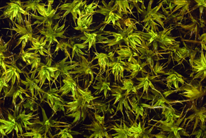 Barbula crinite (wet) (Image: UNSW Sydney)