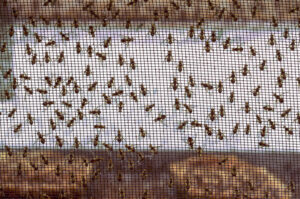 SIT Queensland fruit fly colony