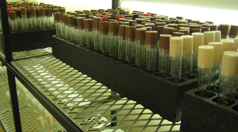 Plants grown in tissue culture can be induced to produce roots or shoots using auxins and cytokinins