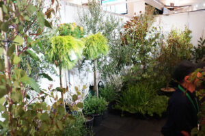 Uniform, central leader-based trees and air pruning are features of the new Cohort nursery combined approach (Image: John Fitzsimmons)