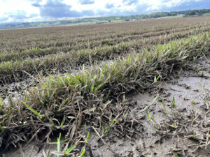 Turf covered with silt/mud (Image: Turf Australia)