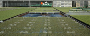 Overhead gantries like these at Boomaroo Nurseries can quickly and efficiently supply water and nutrients