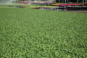 Consistency and uniformity are valuable greenlife production traits that are more readily achieved with automation and mechanisation