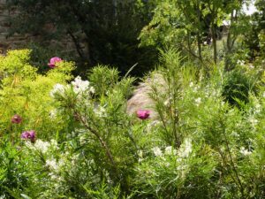 . Lomatia tinctoria (Guitar Plant) provides an evergreen touch in this garden throughout the year and is seen here in June with annual poppies (Papaver sommniferum) with Euphorbia ceratocarpa behind