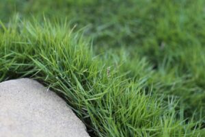 Zoysia Zen Grass