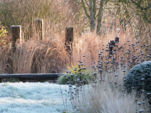 Wood structures and bench in the winter garden with clipped yew balls (Taxus baccata) and Phlomis russeliana ground cover, the seed heads of which provide great winter structure