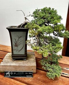 Juniperus sp.