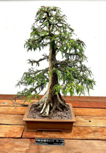 Swamp Cypress