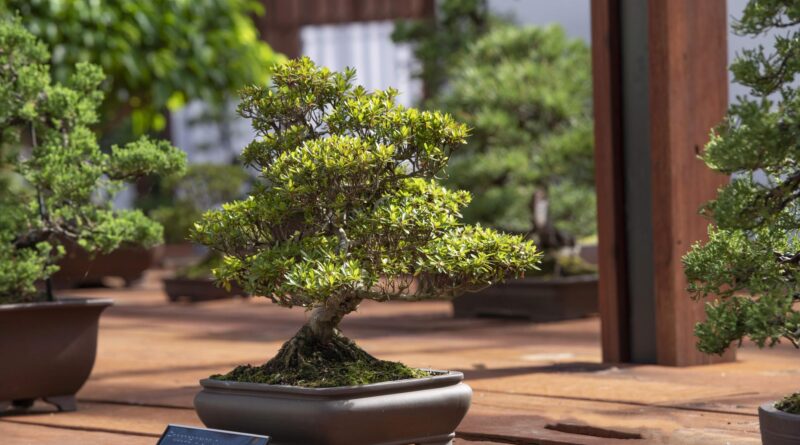Inside the Bonsai House Gallery