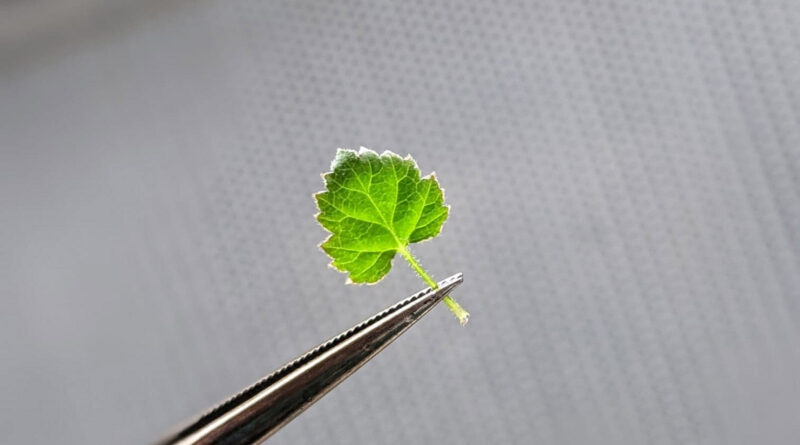 The tiny leaf of a tissue-cultured raspberry (Image: Lisa Wightwick)