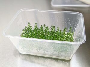 Micropropagated Grevillea lanigera ‘Mt Tamboritha’ (Image: Lisa Wightwick)