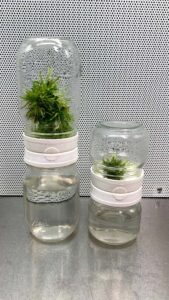 A temporary immersion bioreactor (Image: Plant Cell Technology)
