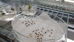 Rapeseed seedlings at RMIT (Image: RMIT University)