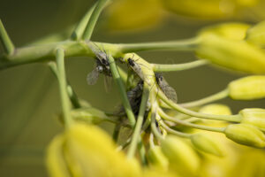 Aphids may be winged or wingless (images supplied by Denis Crawford)