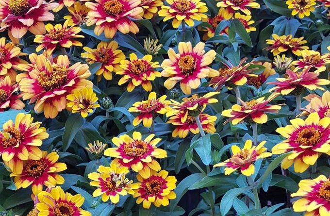 Different nutrient levels can affect floral development and even colour