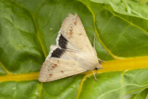 Adult budworm moths migrate in spring (images supplied by Denis Crawford)
