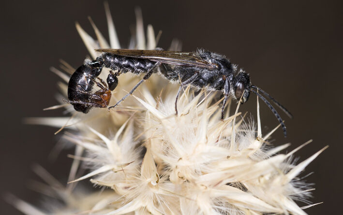 She may have lost her wings, but he hasn’t (images supplied by Denis Crawford)
