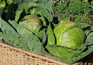 Quick growing annual crops need readily available nutrients to reach their potential