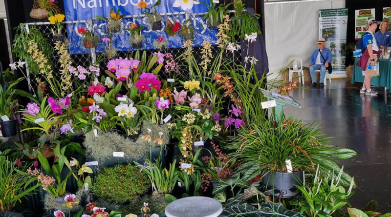 Display of the Nambour Orchid Society (Image: Patrick Regnault)