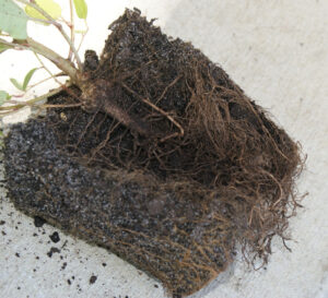 The plant takes carbon and oxygen from the air but other mineral nutrients are taken up by the roots
