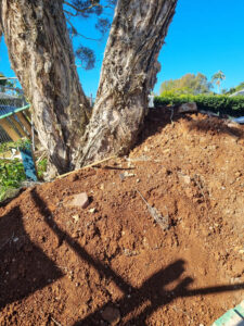 Protection of existing trees is very hit and miss (Image: Patrick Regnault)