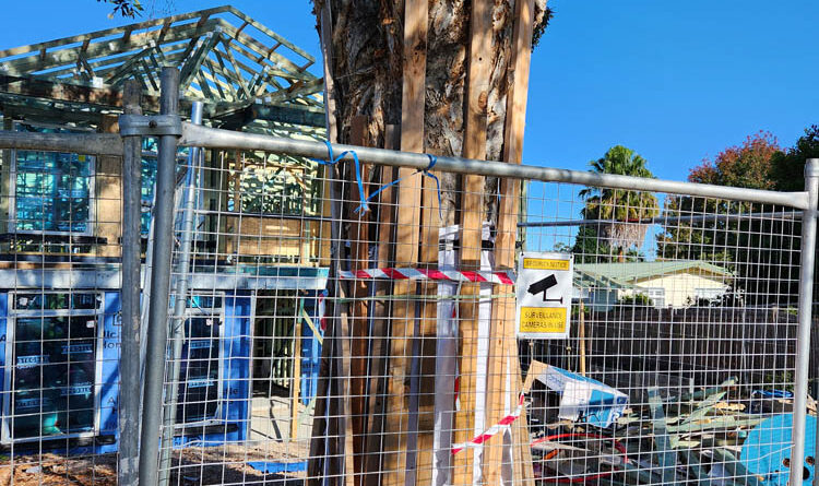 A well-protected paperbark tree (Image: Janet Hodgkiss)