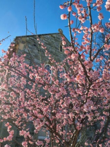 Well-chosen trees can add charm and character to buildings (Image: Patrick Regnault)
