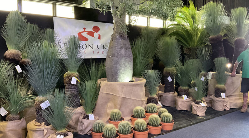 Station Creel Tree Farm display