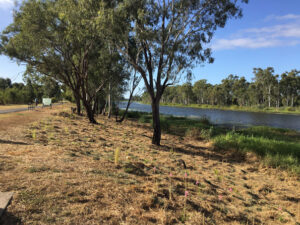 Capricorn Catchments group, early site and planting works