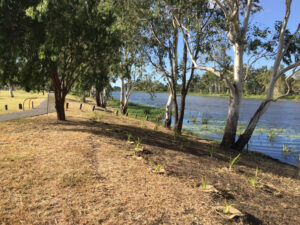 Multicultural Australia site, early works and site preparation