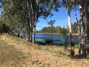 Multicultural Australia site, establishing planting
