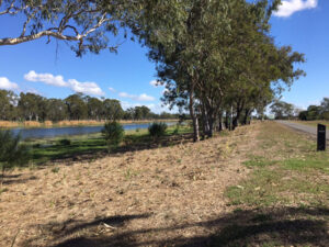 Capricorn Catchments site, establishing planting
