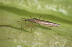 Damsel bugs are important predators (images supplied by Denis Crawford)