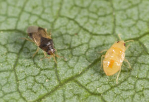 Pirate bug adult and nymph (images supplied by Denis Crawford)