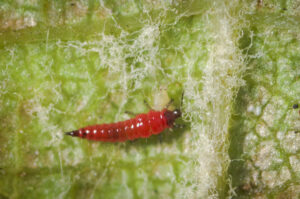 Red predatory thrips feeding on pest thrips (images supplied by Denis Crawford)