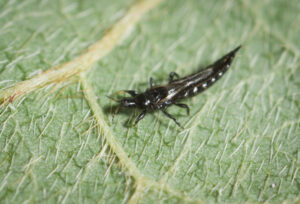 Adult Haplothrips victoriensis (images supplied by Denis Crawford)