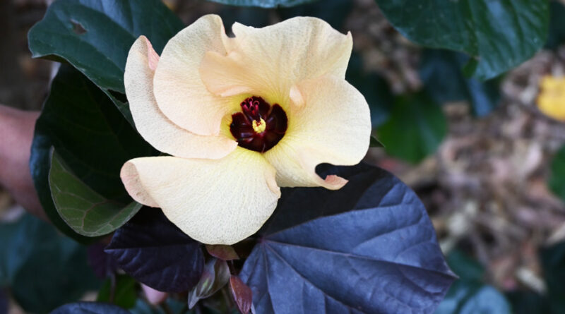 Cottonwood flower (Hibiscus tiliaceus) (Image: Dan Austin)
