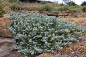 Blue Horizon™ Eremophila glabra ‘EREM1’ PBR