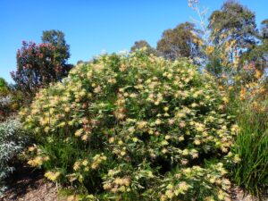 Grevillea ‘Peaches and Cream’ Shrub (Image supplied by Angus Stewart)