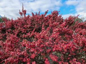 Leptospermum ‘Rudolph’ Shrub (Image supplied by Angus Stewart)